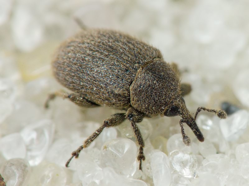 Rhinusa tetra (Fabricius, 1792)
